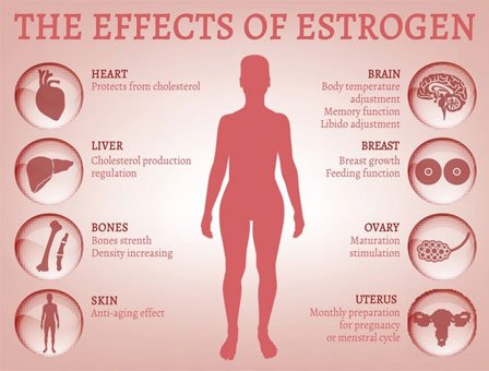 estrogen nội tiết tố nữ